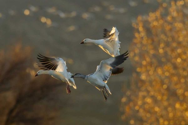 New Mexico Snow geese in flight